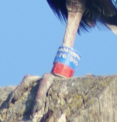 Ibis eremita nel Cesenate
